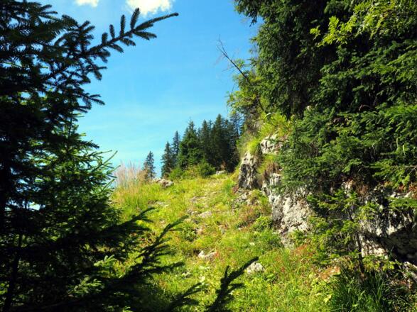 Pfad zum Rosenkogel ~1340m