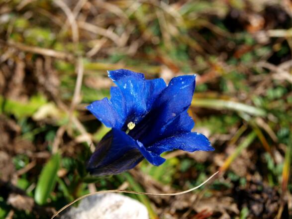 Enzian im November am Höhenweg auf 1720 m