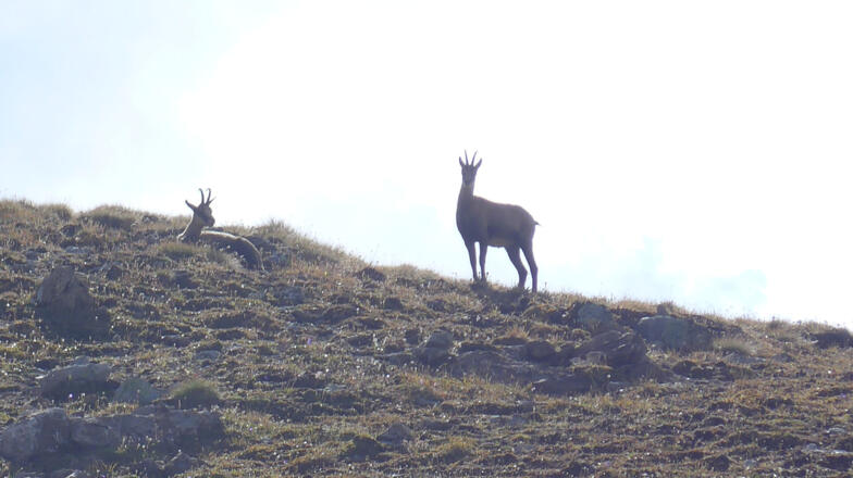 Gemsen beobachten den Aufstieg