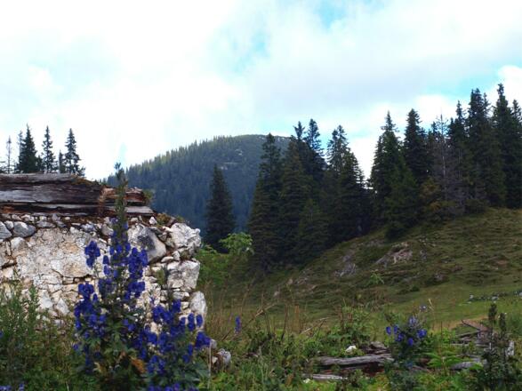 Mayralm 1400 m verfallen, mit Mayrwipfel im Hintergrund.