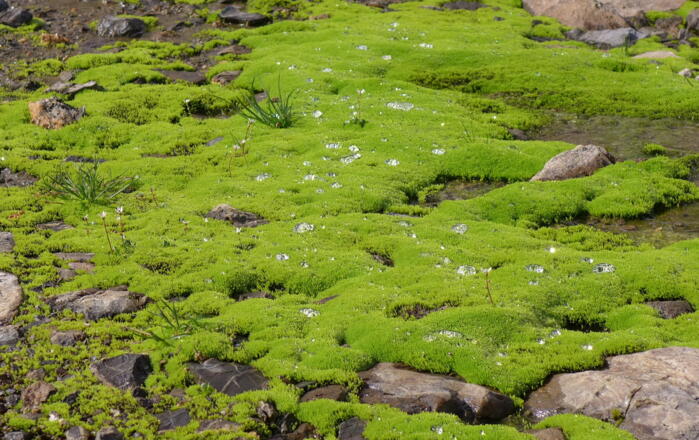 Leider keine Diamanten, nur Wassertropfen