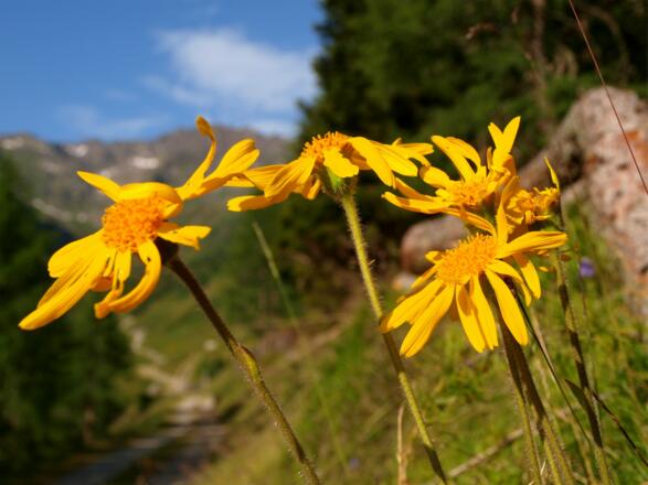Arnika, Stadleralm 1553 m