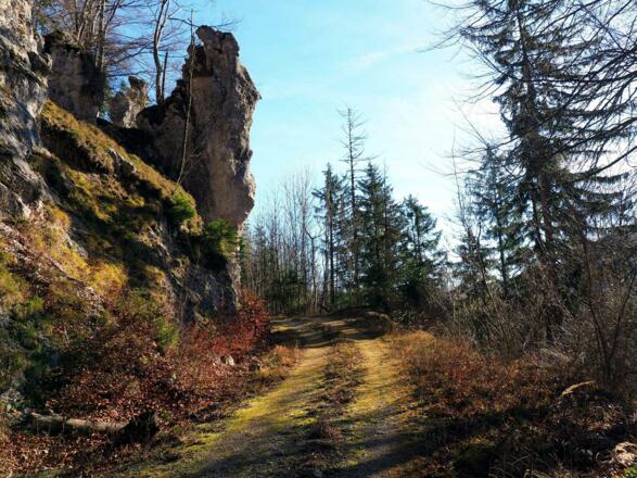 Rückweg Forststraße um 590m