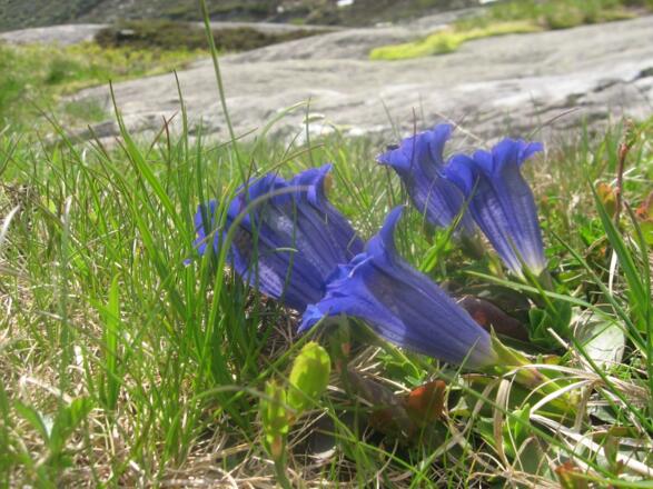 Der Enzian blüht am Wegesrand