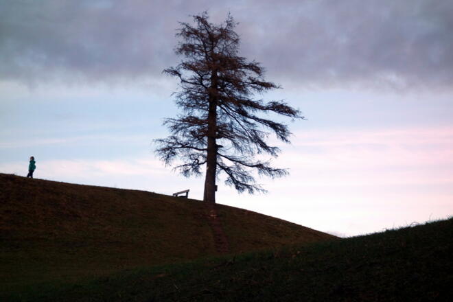 Waldende 820m mit Gipfellärche Grillenparz (842m).