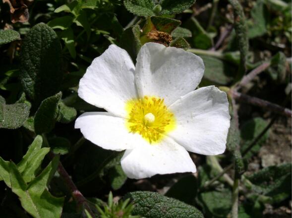 Hahnenfuß am Kässenspitz 1810 m