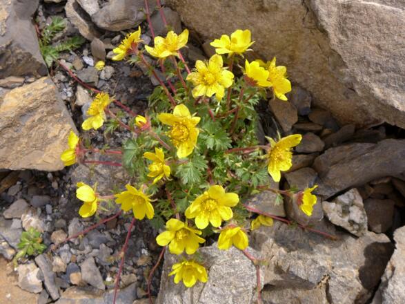 Blumen am Grenzeckkopf (Piz Faschalba)