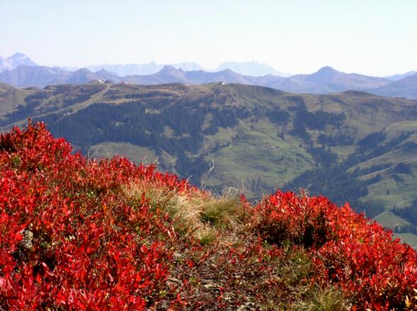 Herbstfarben Nähe Kreuzjoch 1619m