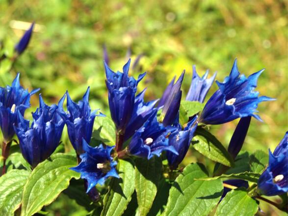 Enziane beim Aufstieg zur Alm