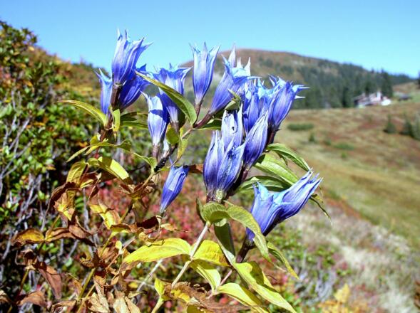 Schwalbenwurzenzian am Gipfelgratabstieg