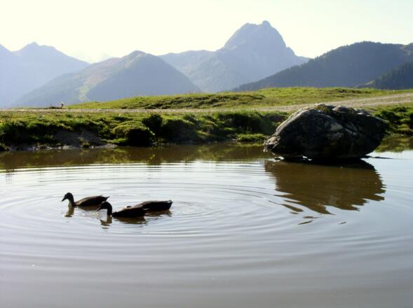 Wieder am Kreuzjöchlsee 1686m