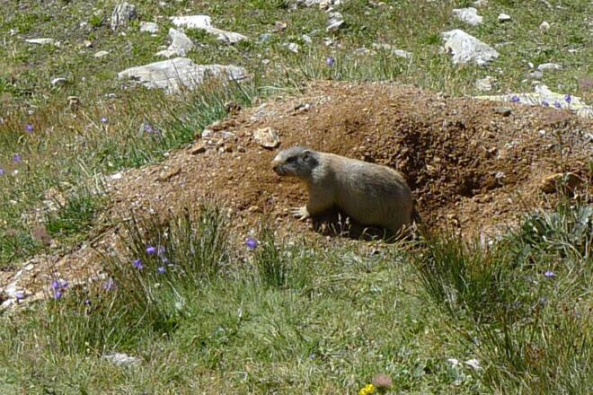 Ein Murmeltier nahe des Weges