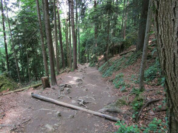 Wunderschöner Waldweg, der aber bei Nässe auch seine Tücken hat