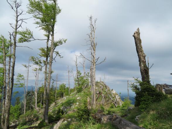 Variante über den Gaisberg