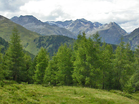 Blick vom Aufstiegsweg über den Hirschbichl in die Rieserferner, Almerhorn (li.) und Lenkstein (re. der Mitte)