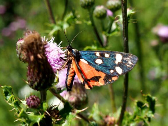Schmetterling, Kehre 1275m