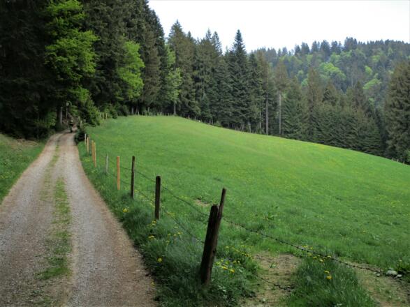 Die Forststraßen am Hirschberg sind auch bei den Bikern beliebt