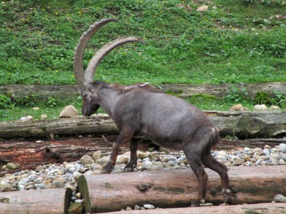 Der Steinbock ist immer wieder faszinierend, auch wenn man ihn schon öfters auch in freier Wildbahn gesehen hat. 