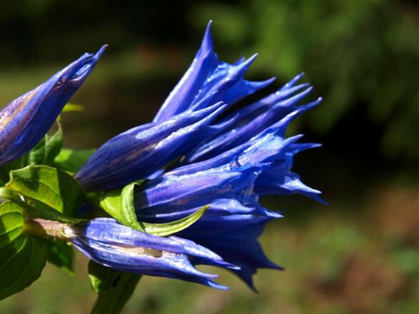 Schwalbenwurz Enzian im Detail