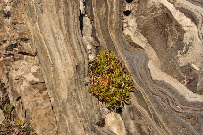 Nur speziell angepasste Pflanzen wie das Polster bildende stängellose Leimkraut können in Felsritzen zwischen versteinerten Lagunen überleben