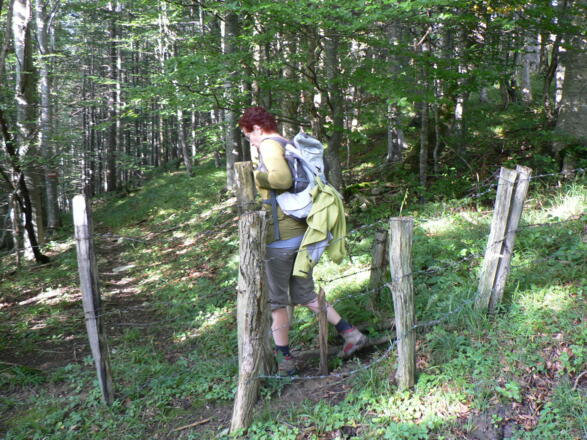 Durch den Wald bergab