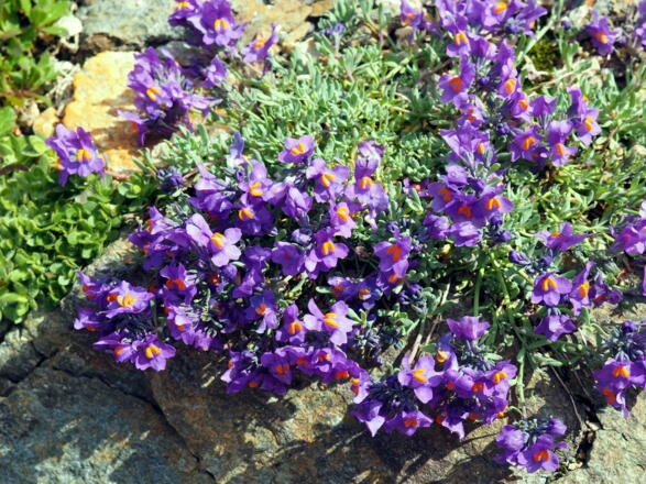 Leinkraut nach der Niederen Scharte