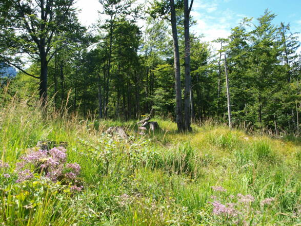 Gipfelplateau Eibeneck, 1030m