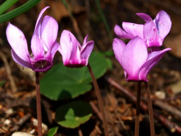 Viele Alpenveilchen im Hochwald ab 700m