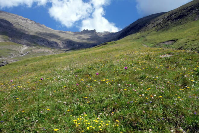 Blumenwiesen mit Kl. Tenn (Hintergrund)