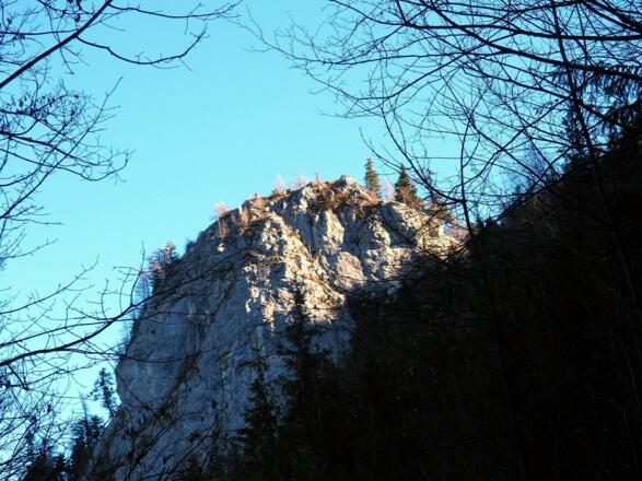 Lärlkogel beim Abstieg Forststraße um 835m
