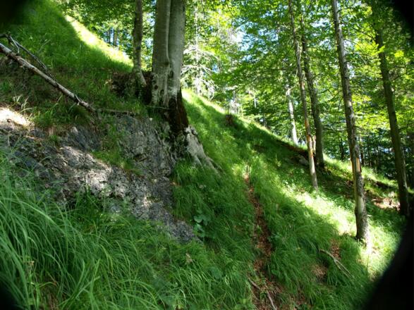 Querung im steilen Wald um 900m