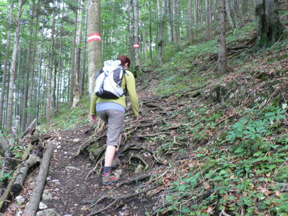 Nun in steilen Serpentinen durch den Wald