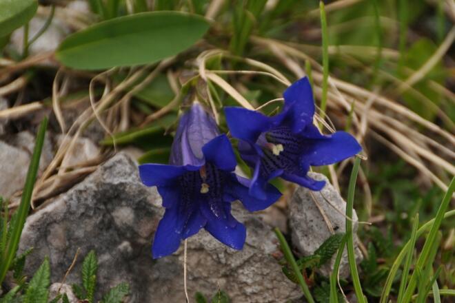 Auch den Enzian gibt`s kurz vor der Hütte zu bewundern