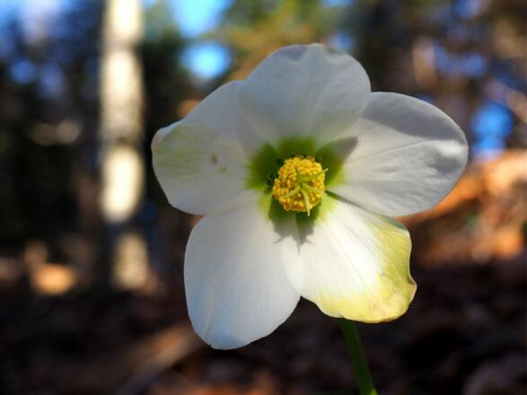 Schneerosen am 24.Dez. (Heiliger Abend)