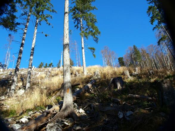 Aufstieg zum Kamm um 1200m