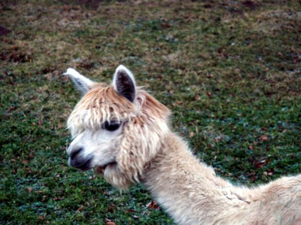 Streichelzoo beim Anstiegsbeginn Lärlkogel um 910m