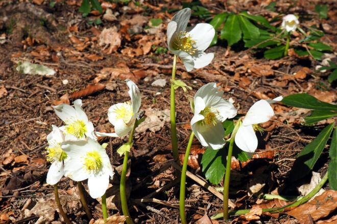 Schneerosen am Abstieg Fäulniswald