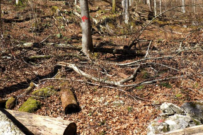 Pfad 755m erreicht (von Forststraße 850m)