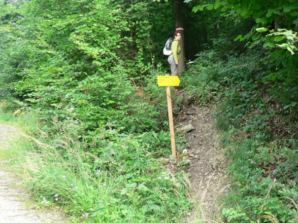 Nach wenigen Schritten zweigt der Steig Nr. 12 ab hinauf in den Wald