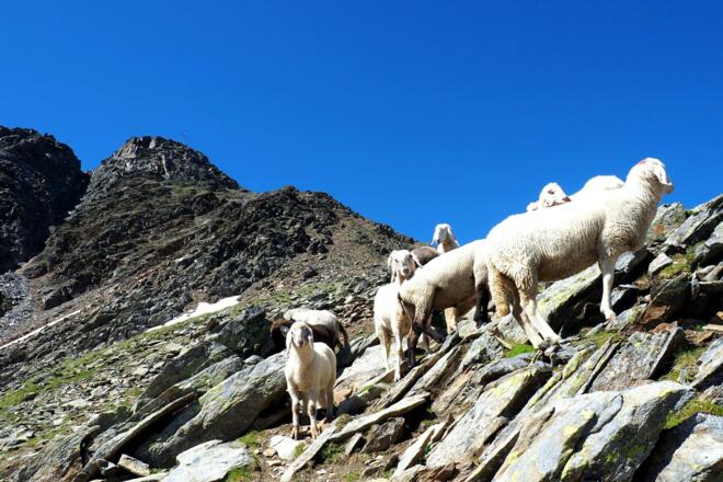 Rückblick zum Grieskogel vom Sattel 2.670m