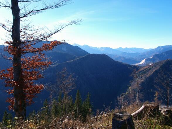 Abstieg vom Kamm 1280 m  links bei dieser Buche