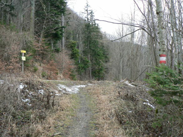 Auf der Forststraße halten wir uns wieder links