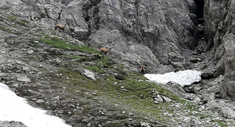 1915m Rinne queren, Gemsen