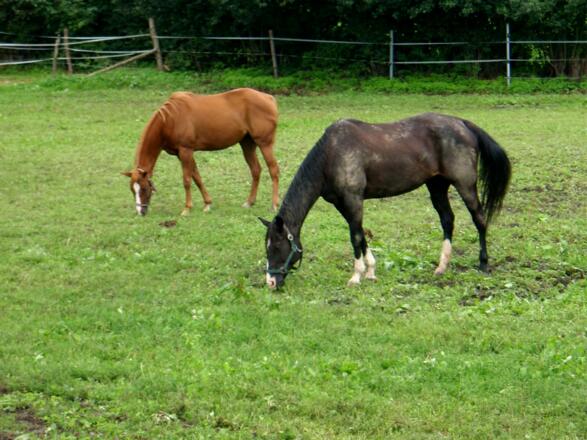 Reiterhof in Rienberg 270m beim Rückweg