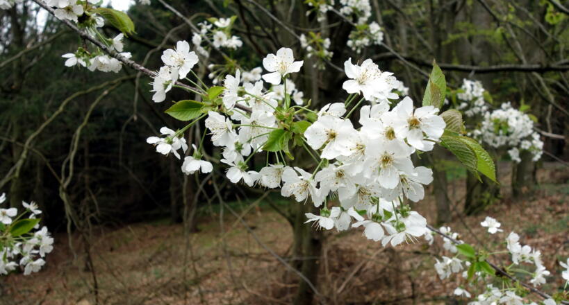 Frühblüher an der Wegkreuzung um 440m