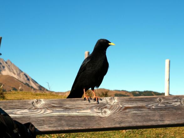 Die Bank am Feilkopf hat man nicht allein...