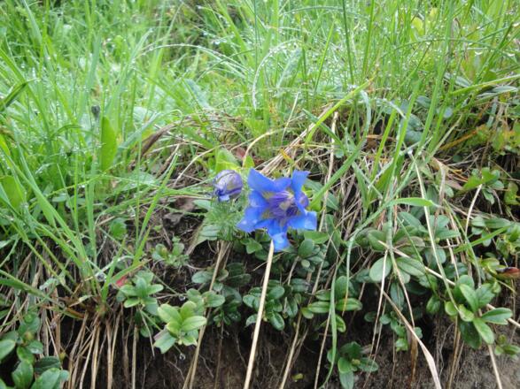 Enzianblume am Wegesrand