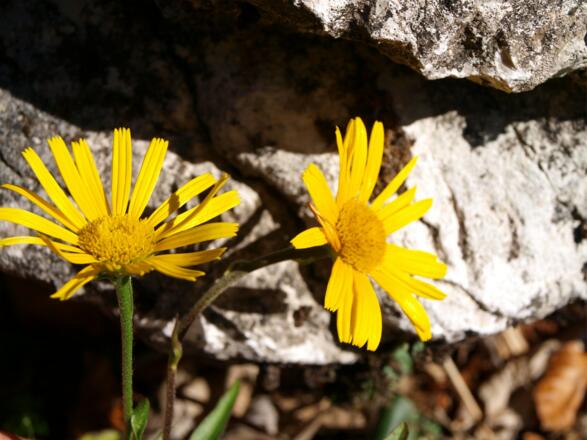 Blühende Gemswurz um 900m, Mitte November!