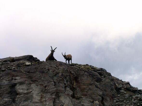 Steinböcke beim Abstieg am Erfurterweg