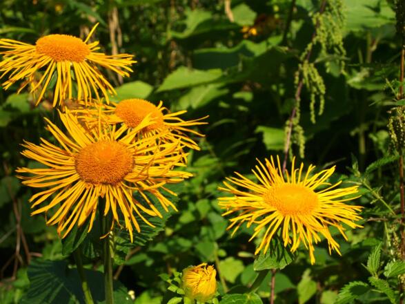 Alant im feuchten Hochwald um 700m